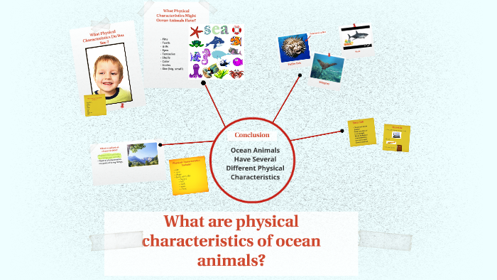 What Are Physical Characteristics Of Ocean Animals By JODI KING