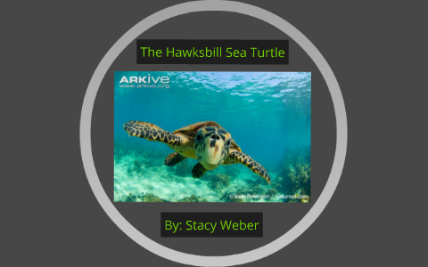 The Hawksbill Sea Turtle by Stacy Weber on Prezi