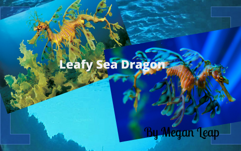 Leafy Seadragon By Megan Leap On Prezi