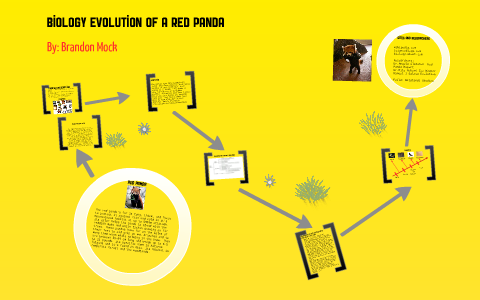 red panda diagram of evolution