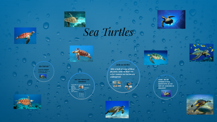 sea Turtles by Alina Lopez on Prezi