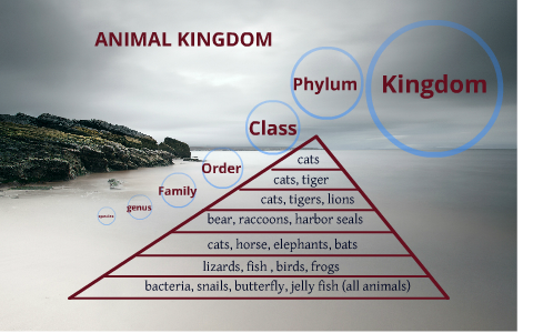animal pyramid by Pam Suriyamongkol on Prezi