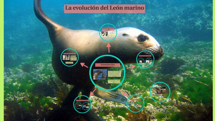 La evolución del León marino by rosalia gonzalez on Prezi Next