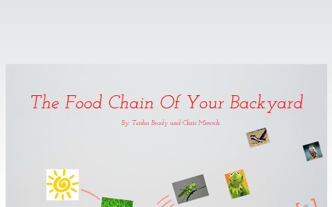 Food Chain Of Your Backyard by Trisha Brady on Prezi Biology Diagrams