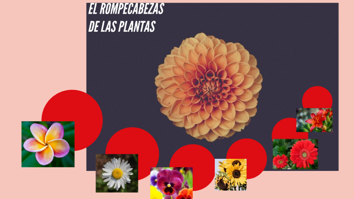 EL ROMPECABEZAS DE LAS PLANTAS by Esmeralda Ruiz on Prezi