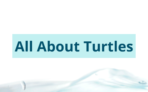 All About Turtles by Karem Viecelli on Prezi