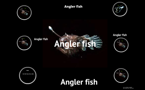 Angler fish by jake tut on Prezi