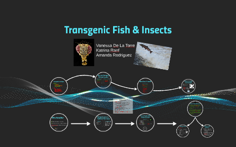 Transgenic Fish & Insects by Vanessa De La Torre on Prezi