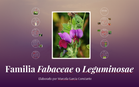 Familia Fabaceae O Leguminosae By Marcela García