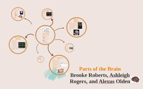 Parts of the Brain by Alexus Olden on Prezi