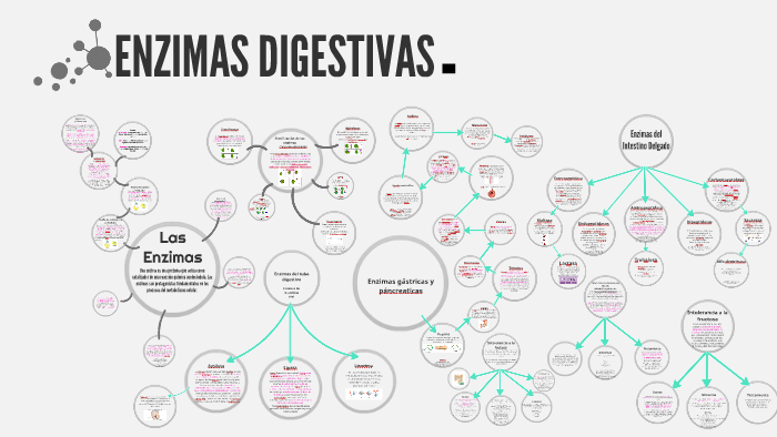 ENZIMAS DIGESTIVAS BIOLOGÍA by Ferchesbit .