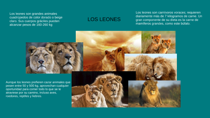 LOS LEONES by SANTIAGO JIMENEZ MONTERROZA on Prezi Next