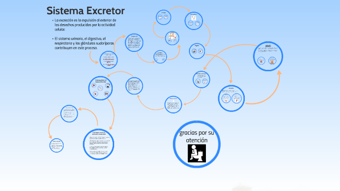 Sistema Excretor By Josue Diaz On Prezi