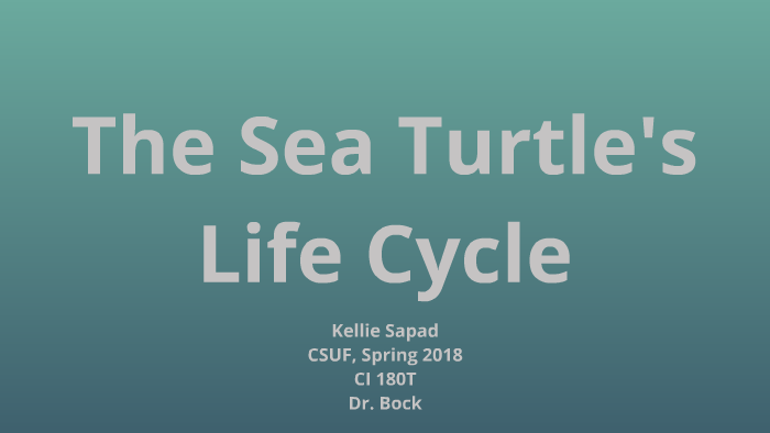 The Life Cycle of a Sea Turtle by Kellie Sapad on Prezi