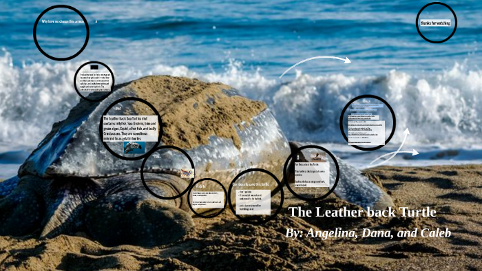 Leatherback Sea Turtle Bite Myth Vs Reality - 0p0ukw5