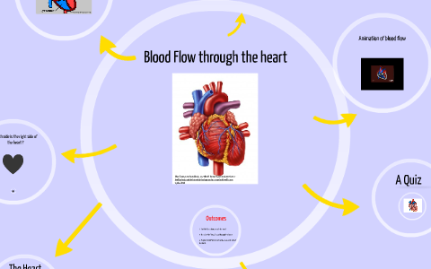 Blood Flow through the heart by Richard Maurice on Prezi Blood Flow through the heart by Richard Maurice on Prezi