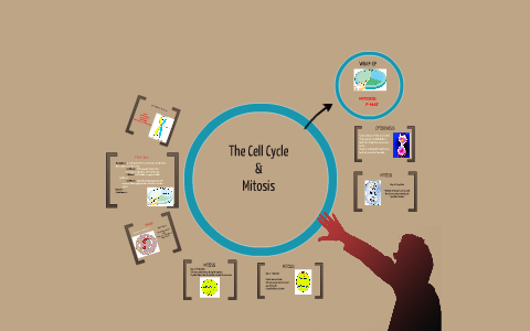 MITOSIS by Emily H on Prezi
