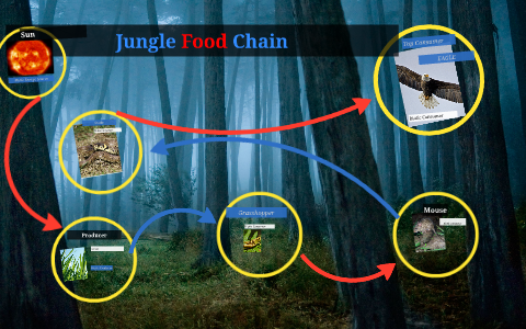 Jungle Food Chain by Denzel Domi on Prezi