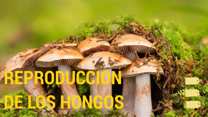 Cómo se reproducen los hongos by Santiago Solano