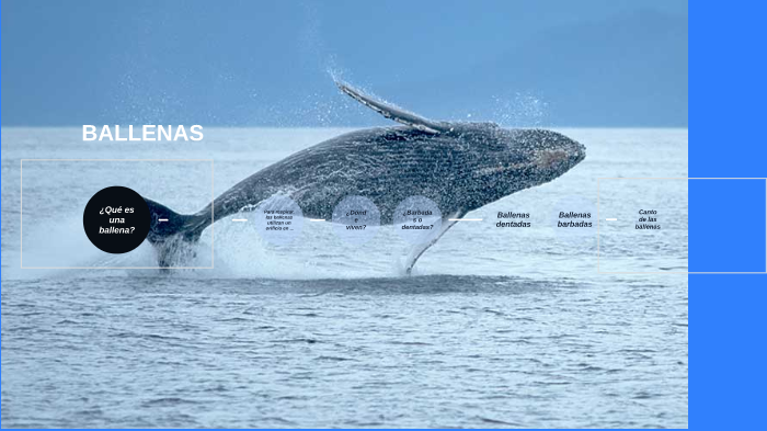 Ballenas by Valeria Esparza Zarate on Prezi