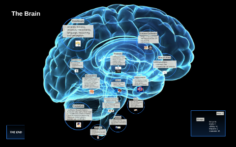 The Brain by on Prezi