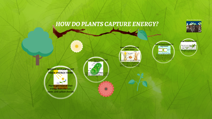 how-do-plants-capture-energy-by-awesome-clarke