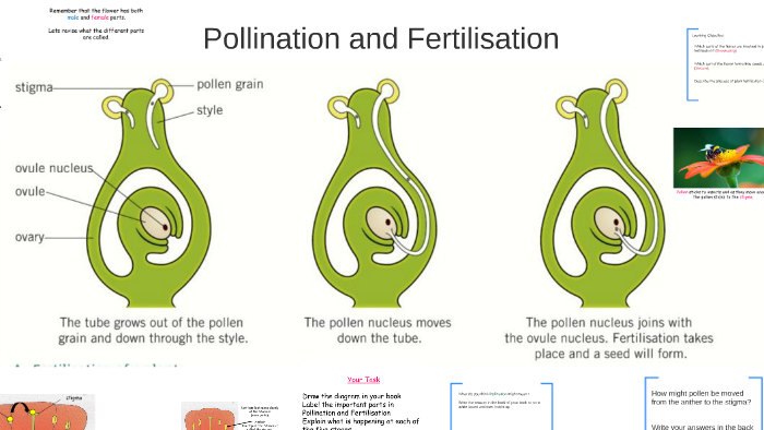 Pollination And Fertilisation By Mr Causley 7480