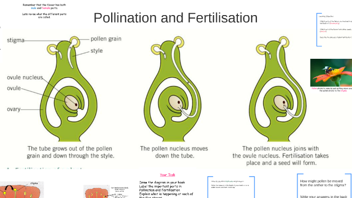 Pollination And Fertilisation By Mr Causley On Prezi 