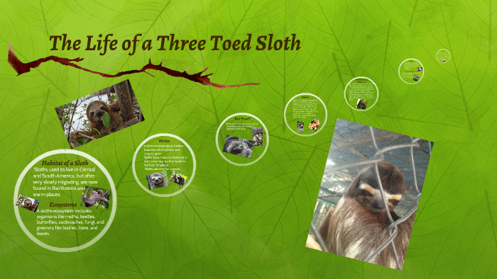 The Life of a Sloth by Lindsay Chmilar on Prezi