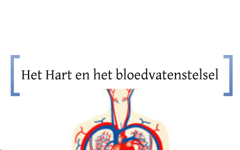 Hart en bloedvatenstelsel by Nynke Hettinga