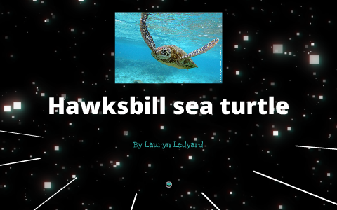 Hawksbill sea turtle by Lauryn Ledyard on Prezi