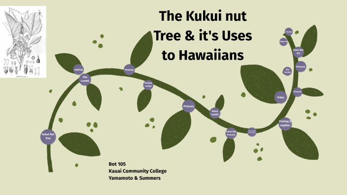 Kuto Tree Kukui Nut Tree by Kala'e Rapozo on Prezi