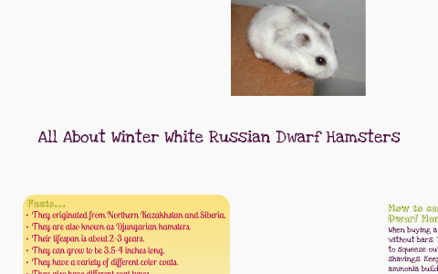 Russian Dwarf Hamster Information