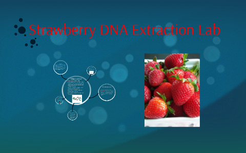 strawberry dna lab report