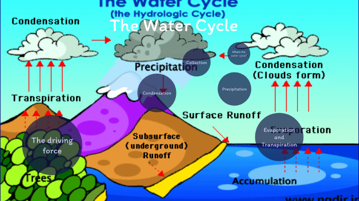 water cycle by janet belizaire