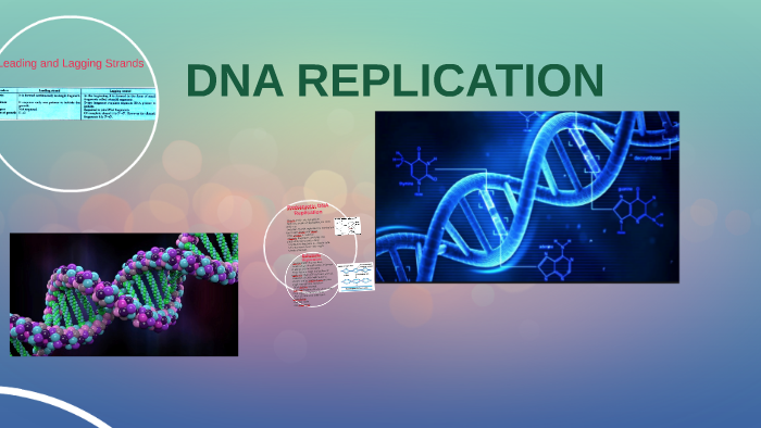 DNA REPLICATION by andres pacheco on Prezi