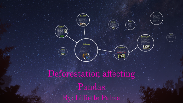 Deforestation affecting Pandas by Lilliette Palma on Prezi