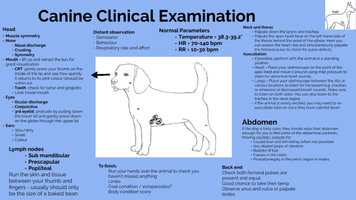 where do you auscultate a dogs heart