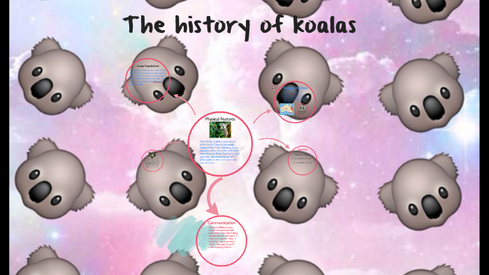 A Brief History Of Koalas – Koala – HXXCM