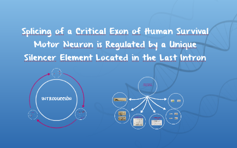 Splicing of a Critical Exon of Human Survival Motor Neuron i by Marina ...