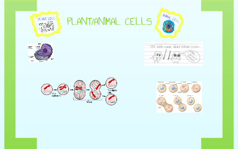 plant and animal cells by isa hoban on Prezi