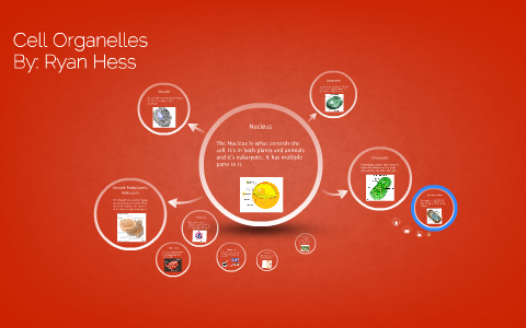 Cell Organelles by Ryan Hess on Prezi
