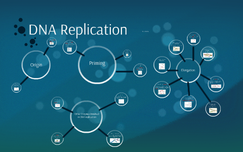 DNA Replication by Julia Dawson on Prezi
