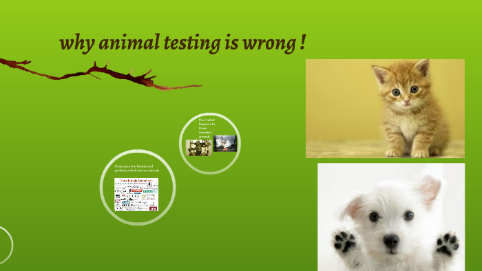 5-reasons-why-animal-testing-should-ban-worldwide