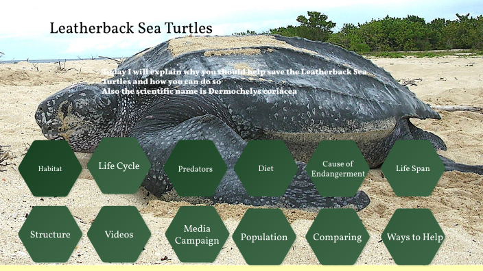 Leatherback Sea Turtles by Robert Major on Prezi