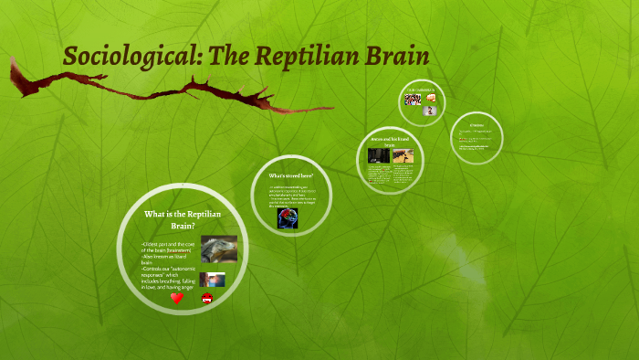 Sociological: The Reptilian Brain by Jasmine Nguyen on Prezi