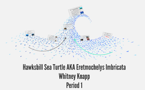 Hawksbill Sea Turtle AKA Eretmochelys Imbricata by Whitney Knapp on Prezi