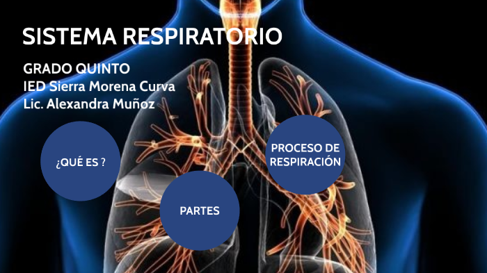 SISTEMA RESPIRATORIO-QUINTO by Alexandra Muñoz Arias on Prezi