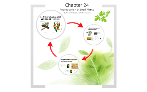 Chapter 24 Reproduction Of Seed Plants By Mihael Maldonado
