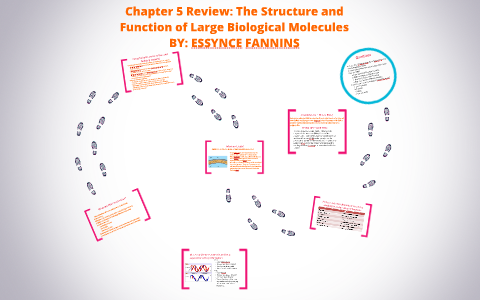 Chapter 5 Review: The Structure and Function of Large Biolog by Fannins ...
